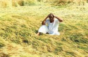 किसानों को करारी चोट,ओला-बारिश से भारी नुकसान,अभी और होगी बरसात