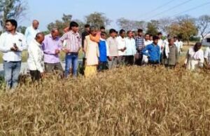 किसानों ने ली प्राकृतिक विधि से गेहूं की फसल की जानकारी